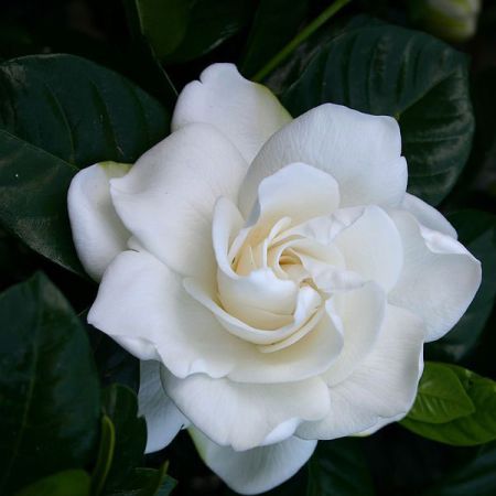 GARDENIA