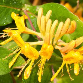HONEYSUCKLE OIL