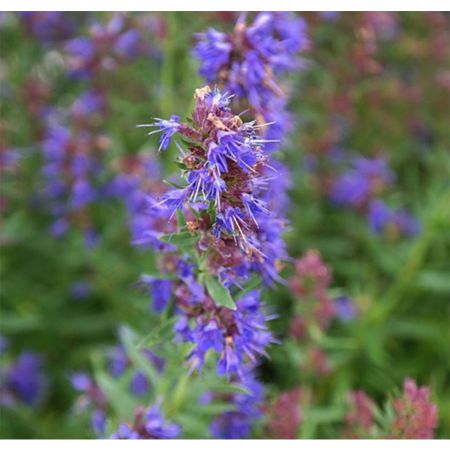 Hyssop Oil 