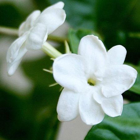 ARABIAN JASMINE ABSOLUTE OIL 