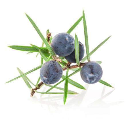 JUNIPER BERRY OIL