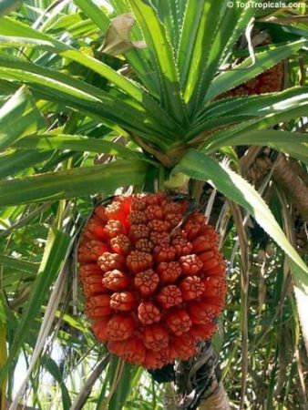 KEWRA/KEWDA ABSOLUTE Oil 