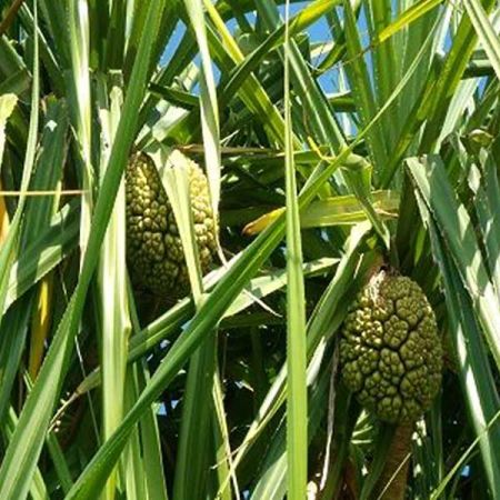 KEWRA OIL ESSENTIAL OIL BULK