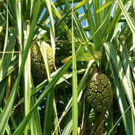 KEWRA OIL ESSENTIAL OIL BULK