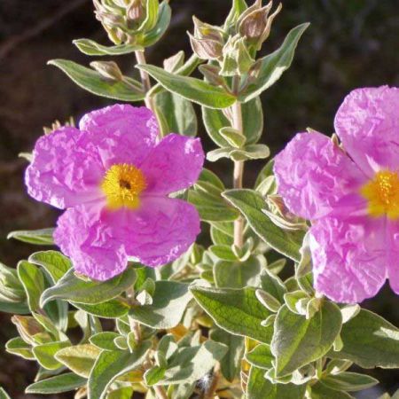 LABDANUM OIL ESSENTIAL OIL BILK