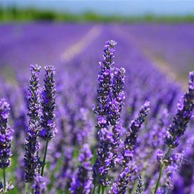 LAVENDER OIL 