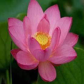 LOTUS OIL ESSENTIAL OIL BULK