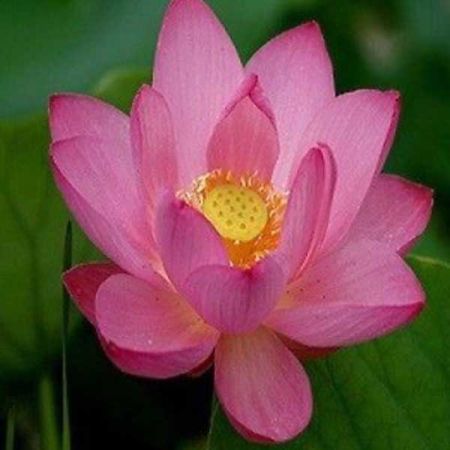 LOTUS OIL ESSENTIAL OIL BULK
