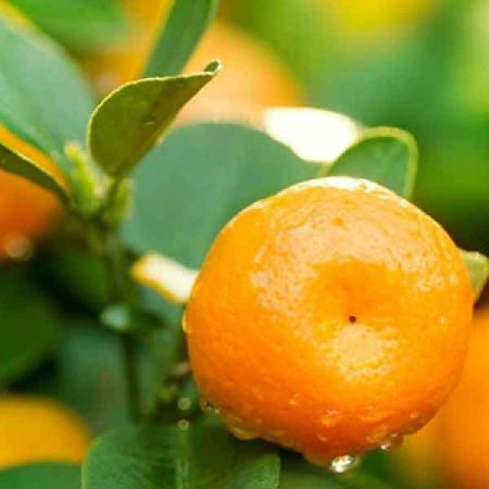 Mandarin Oil 