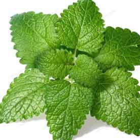 MELISSA OIL Essential oil bulk