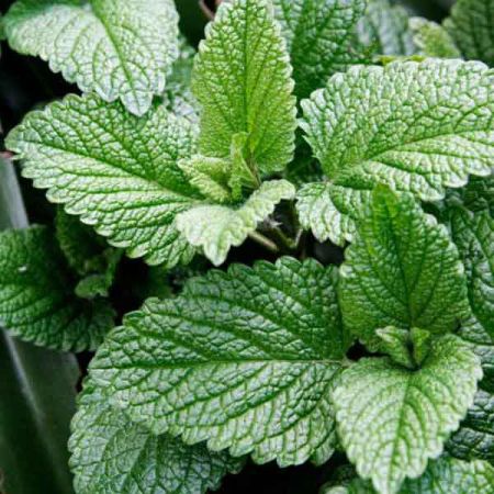 MENTHOL OIL Essential Oil Bulk