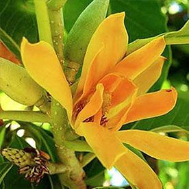 NAG CHAMPA FRAGRANCE OIL