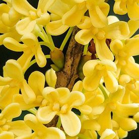 OSMANTHUS ABSOLUTE OIL 