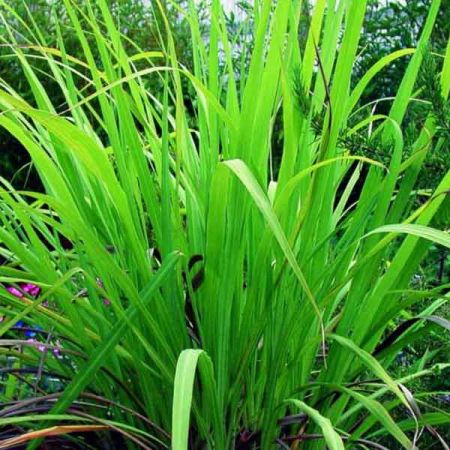 PALMAROSA OIL Essential Oil bulk