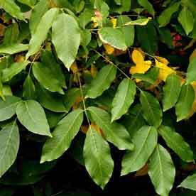 PERU BALSAM OIL Essential Oil Bulk