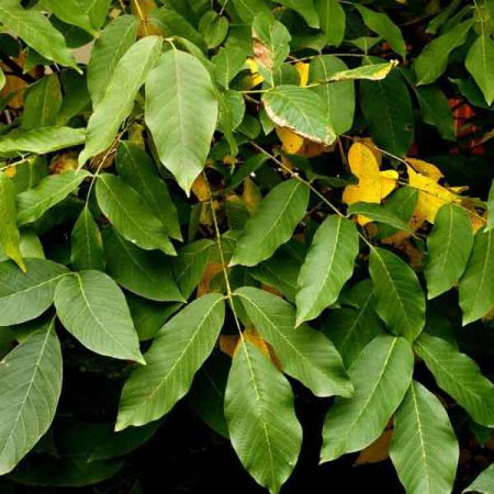 PERU BALSAM OIL Essential Oil Bulk