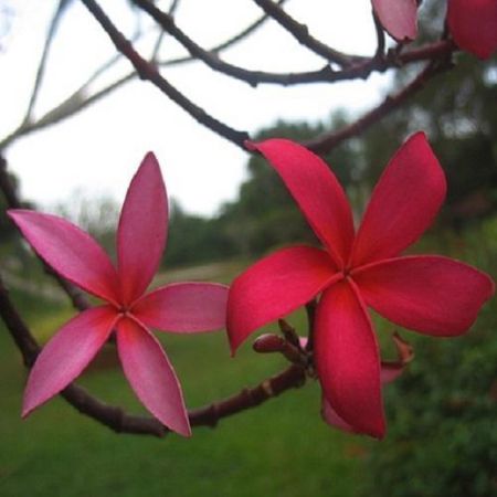 RED CHAMPACA ABSOLUTE OIL