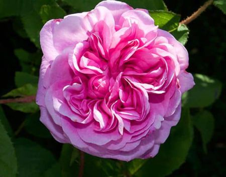 ROSE DE MAI ABSOLUTE OIL 