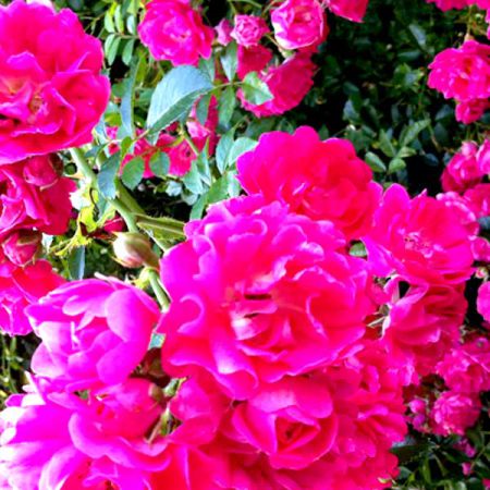 ROSE DE MAI OIL ESSENTIAL OIL BULK