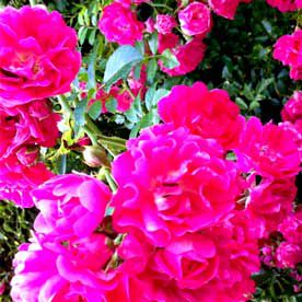 ROSE DE MAI OIL ESSENTIAL OIL BULK