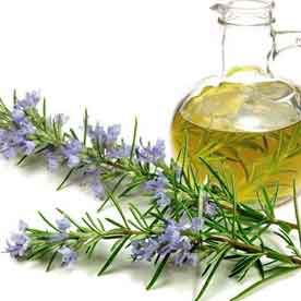 ROSEMARY OIL Essential oil bulk