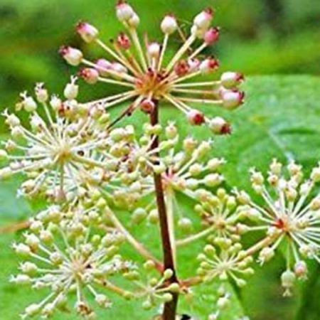 Spikenard oil Essential oil bulk