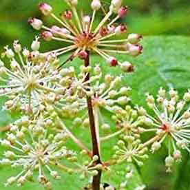 Spikenard oil Essential oil bulk