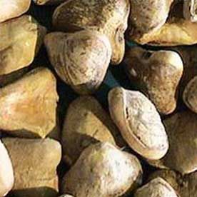 SUGANDH MANTRI OIL ESSENTIAL OIL BULK