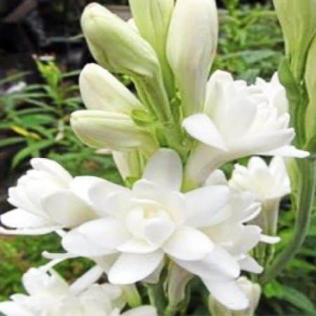 TUBEROSE ABSOLUTE OIL 