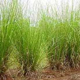 VETIVER OIL (SOUTH INDIA)