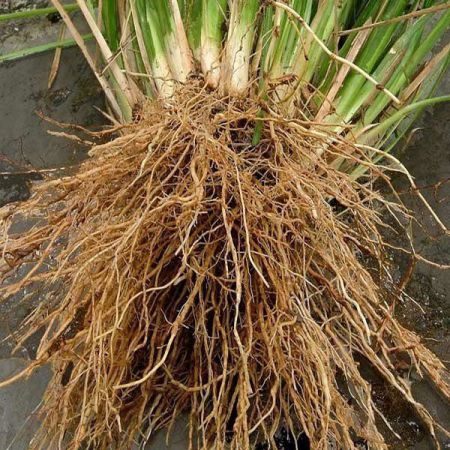 VETIVER ABSOLTUE OIL 