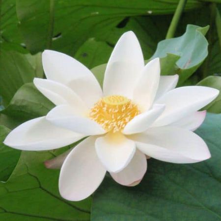 WHITE LOTUS ABSOLUTE OIL 