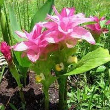 ZEDOARIA OIL ESSENTIAL OIL BULK