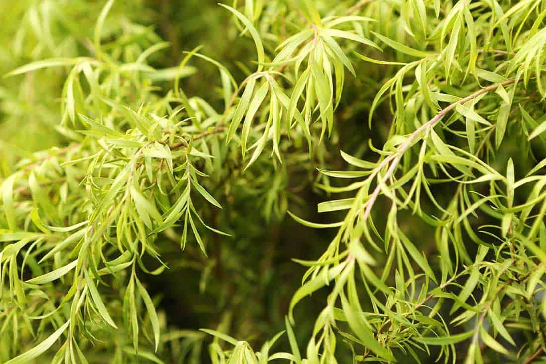 8 Simple ways to use tea tree oil for hair